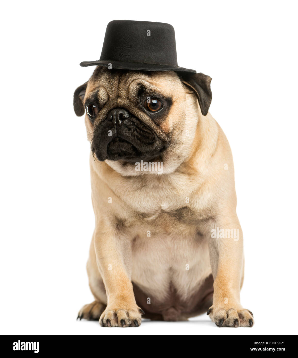 Front view of a Pug puppy wearing a top hat, sitting, 6 months old, against white background Stock Photo