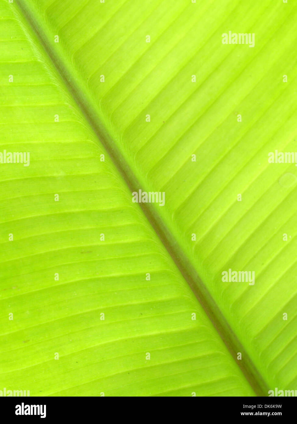 banana leaf , banana, banana tree, leaf, tropical leaves, palm leaf ...