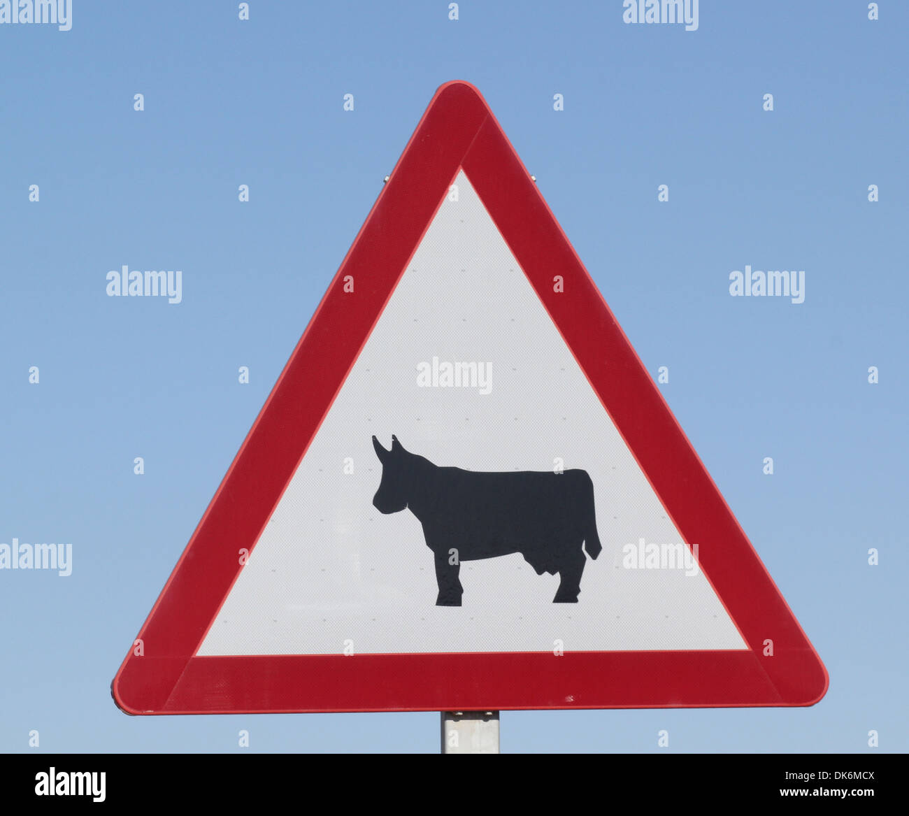 European Road Sign Warning Cattle Stock Photo Alamy free-vieh-berquerung-vector-art-download-2-vieh-berquerung-icons
