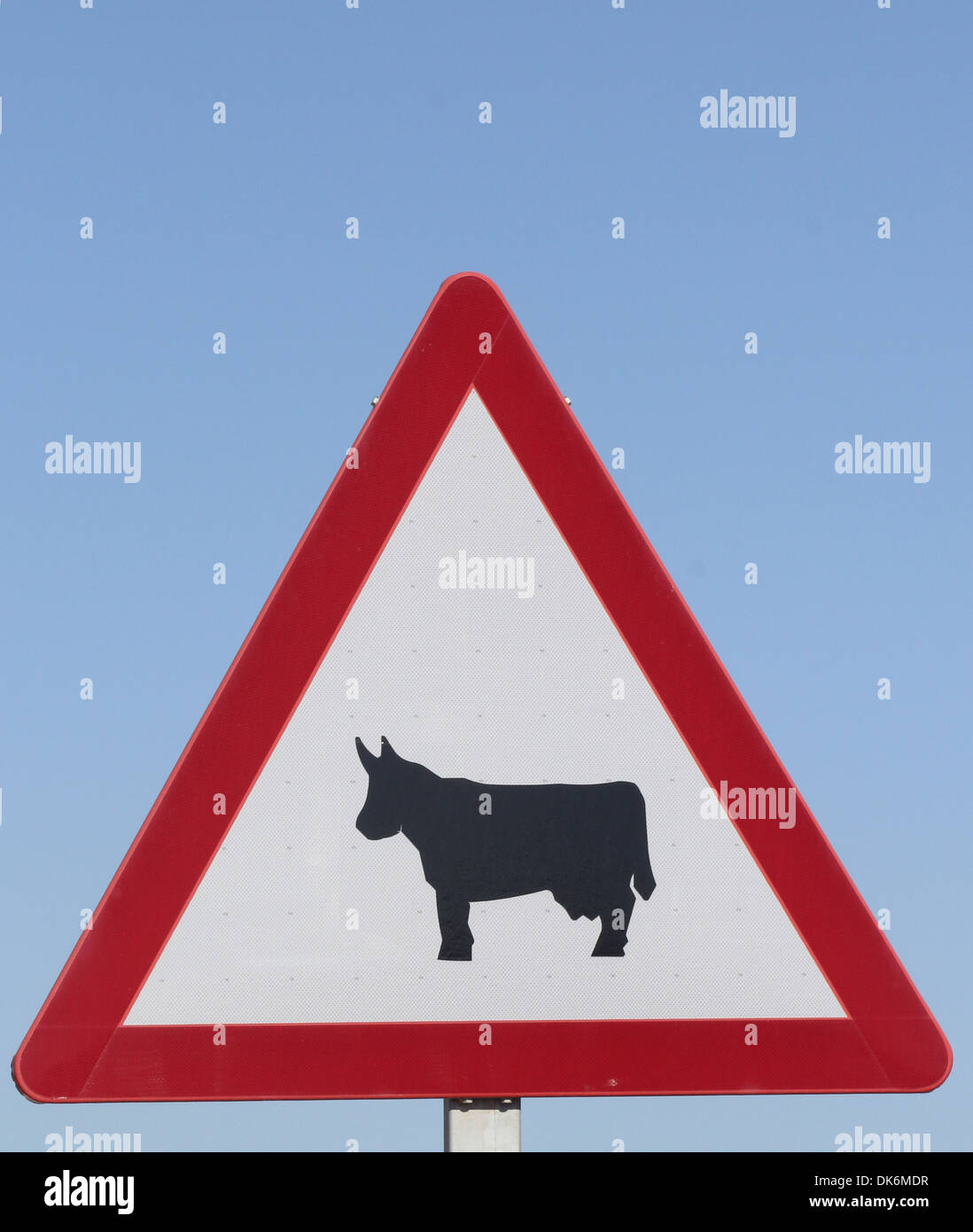 European Road Sign depicting warning cattle Stock Photo