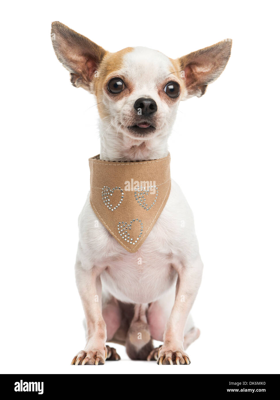 Chihuahua sitting, wearing a leather bandana, 5 years old, against white background Stock Photo