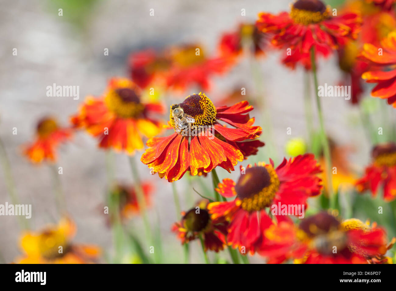 Bee on common sneezeweed, Helenium autumnale, red jewel, UK Stock Photo