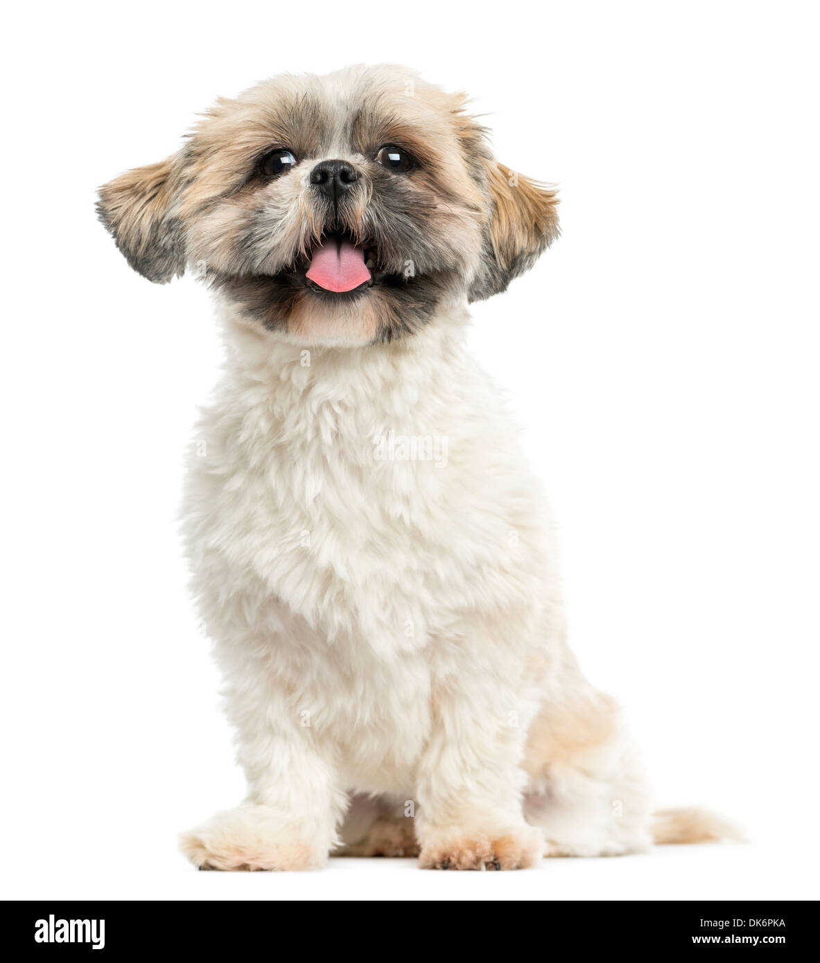 Why Does My Shih Tzu Pant So Much