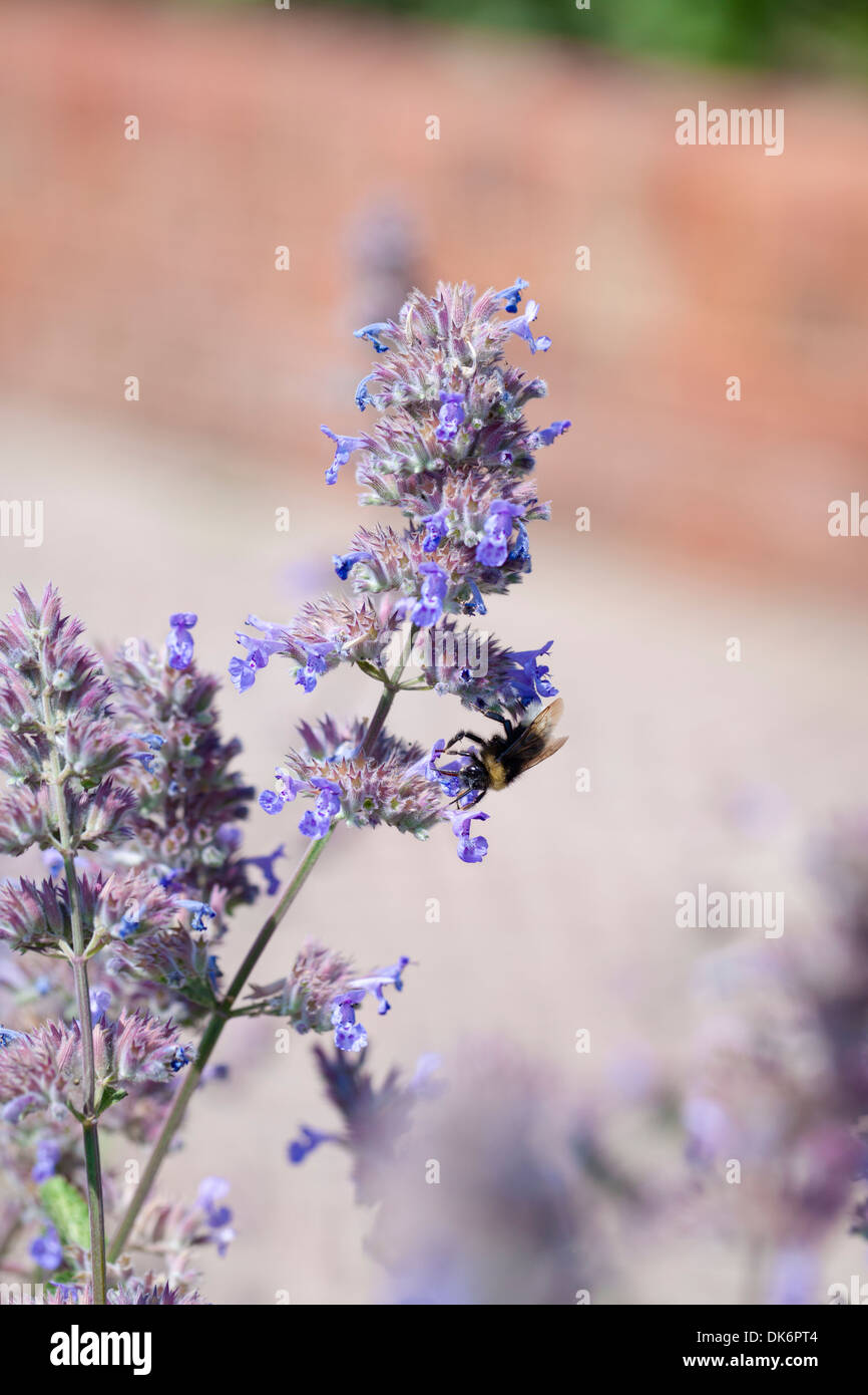 Bee on nepeta or catmint , UK Stock Photo