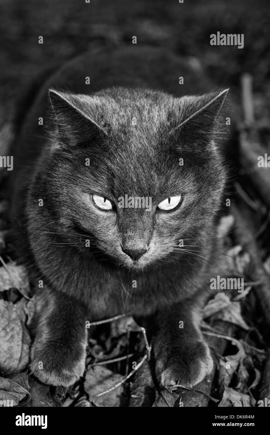 Italy. Seated gray cat Stock Photo