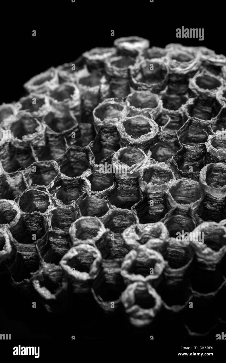 Beehive macro close up view Stock Photo