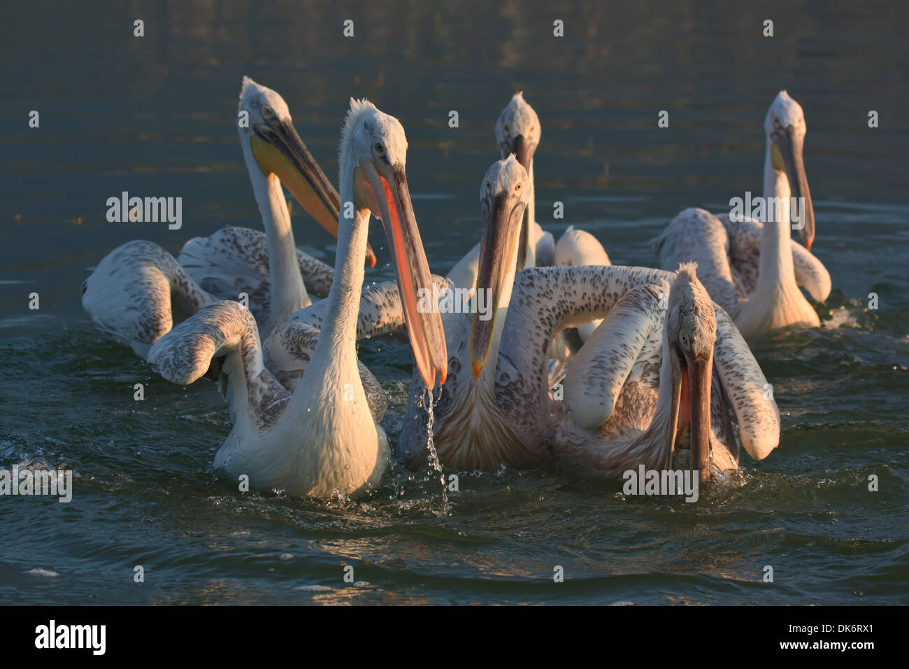Dalmatian Pelicans of Lake Kerkini Greece Stock Photo Alamy