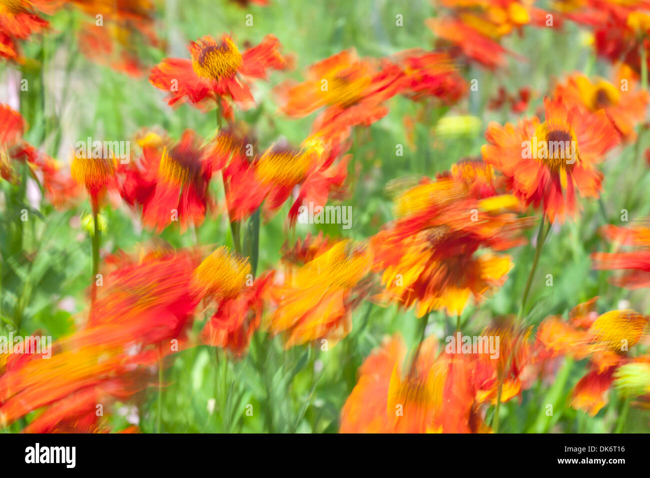 Common sneezeweed, Helenium autumnale, blowing in the wind Stock Photo