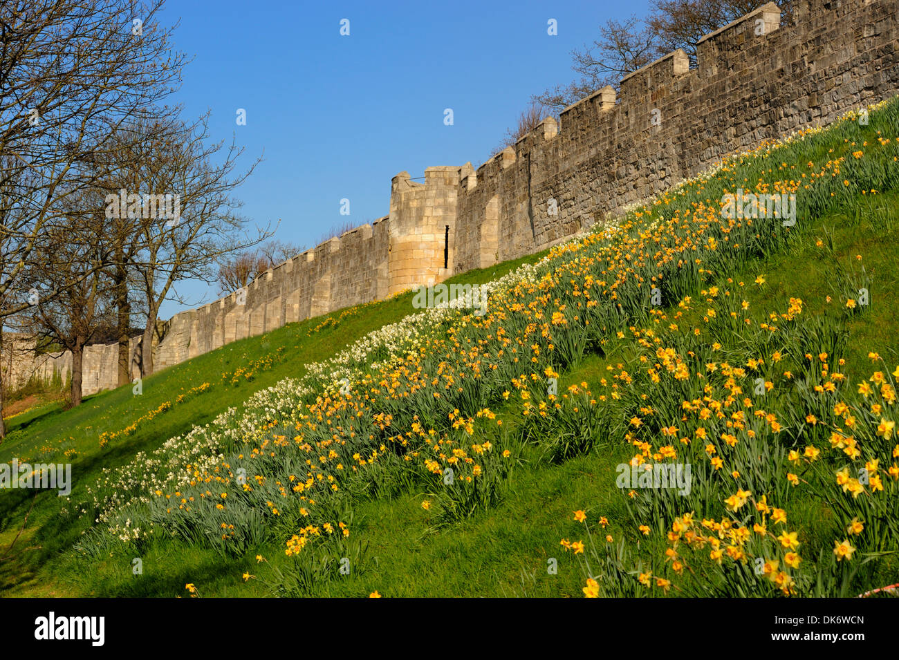 Daffodils alongside the Medieval City Walls, York City, Yorkshire, England, United Kingdom, Europe Stock Photo