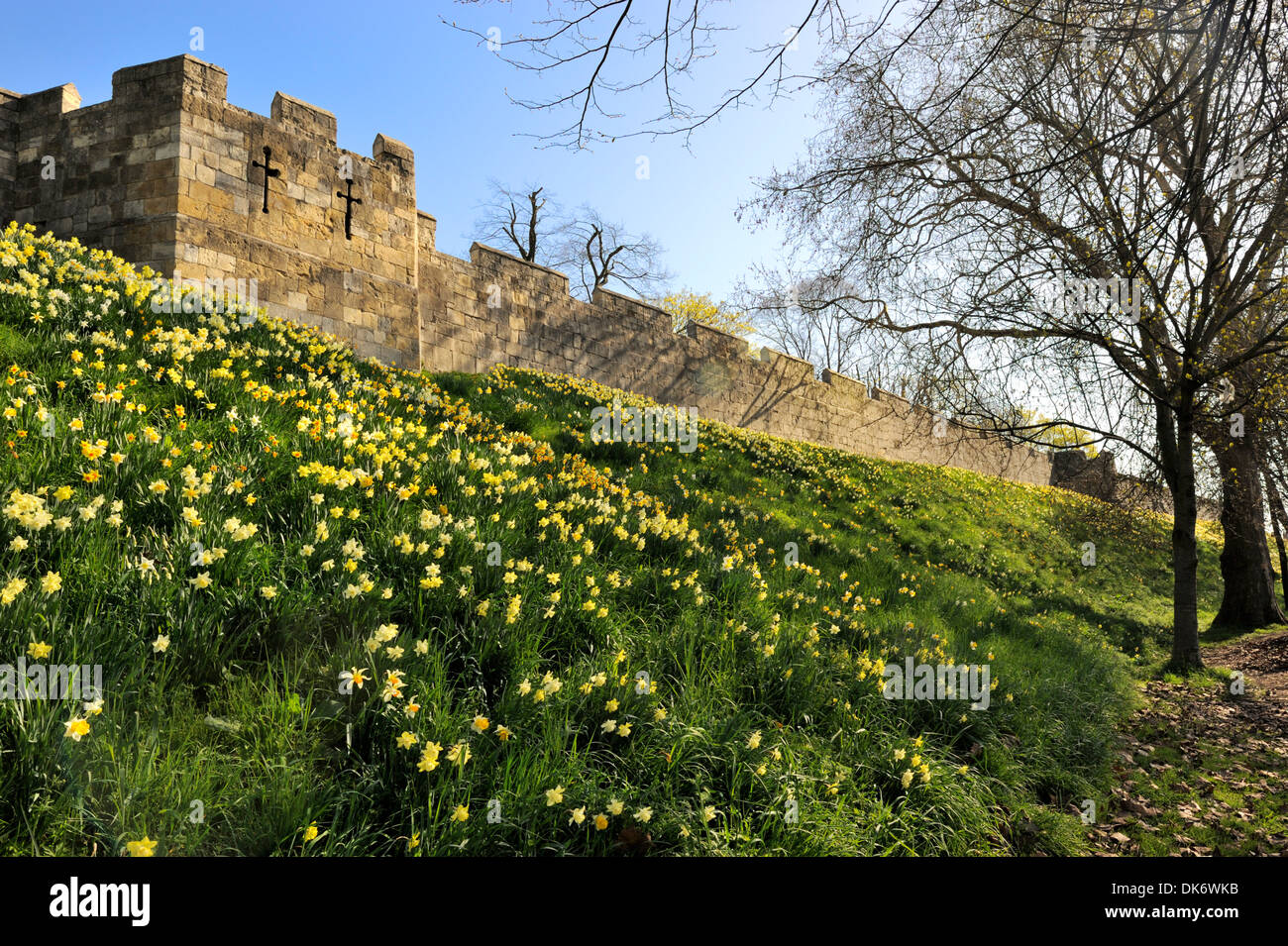 Daffodils alongside the Medieval City Walls, York City, Yorkshire, England, United Kingdom, Europe Stock Photo