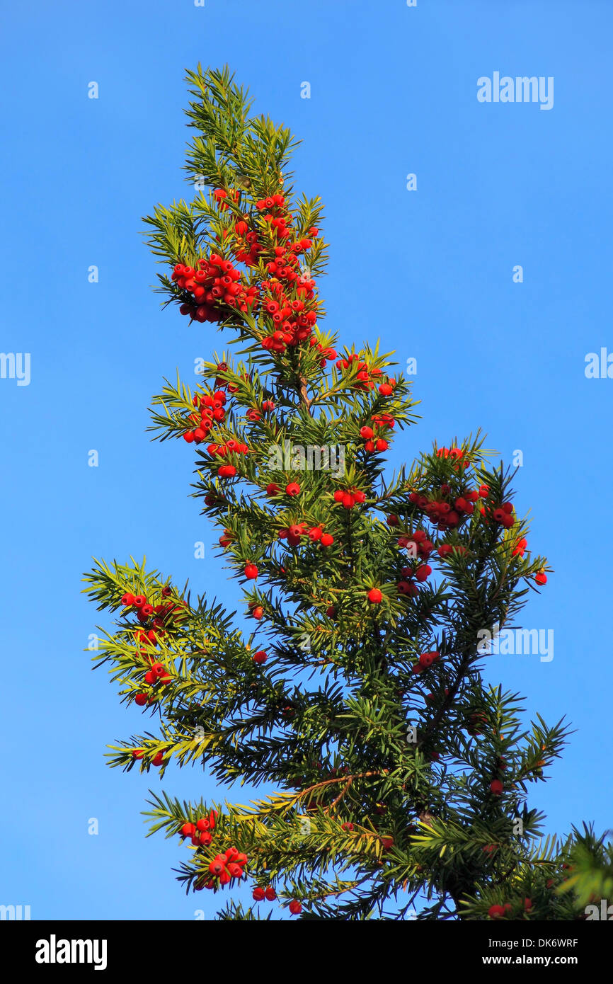 Yew branch with berries Stock Photo