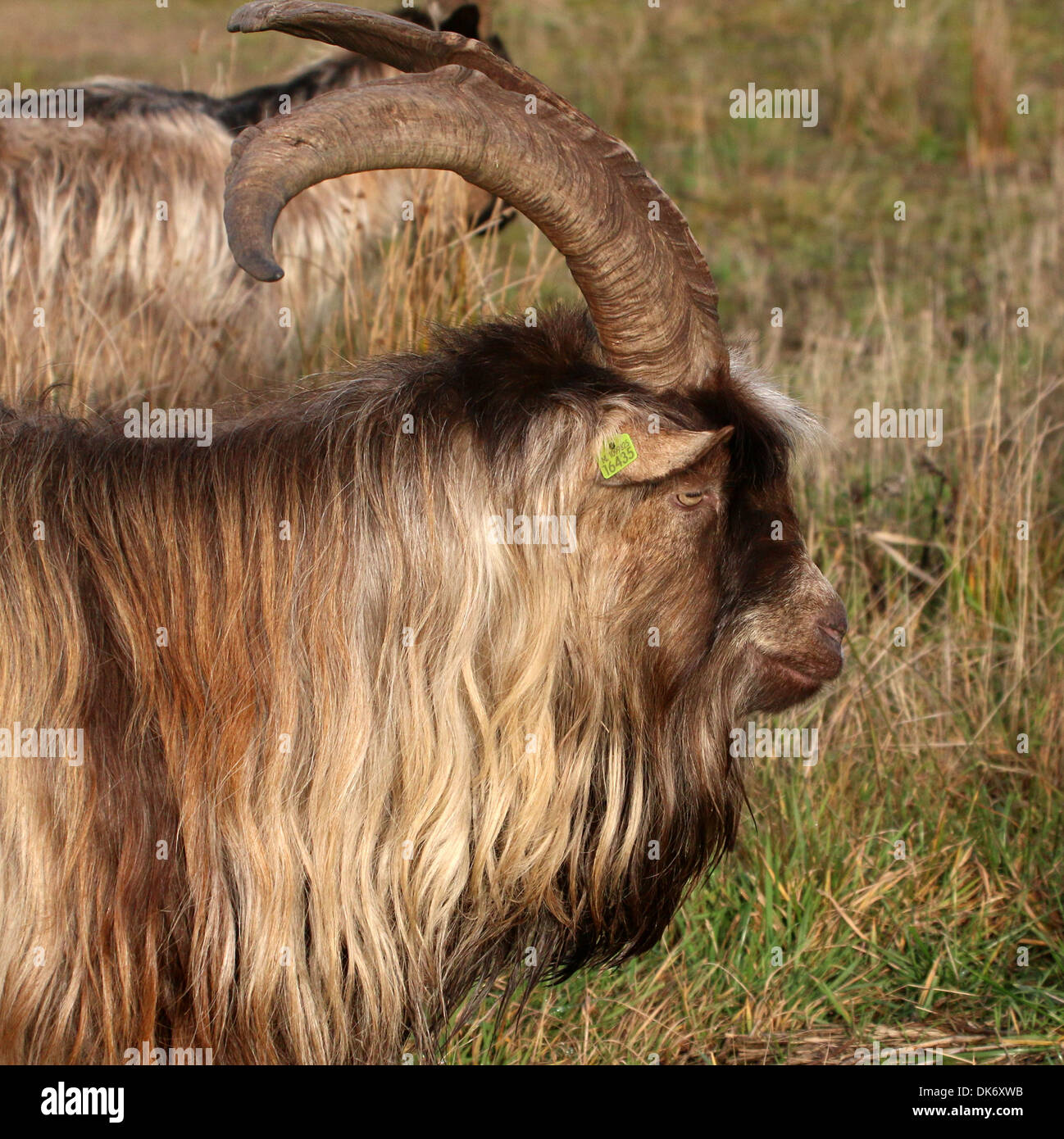 Big billy goat hi-res stock photography and images - Alamy