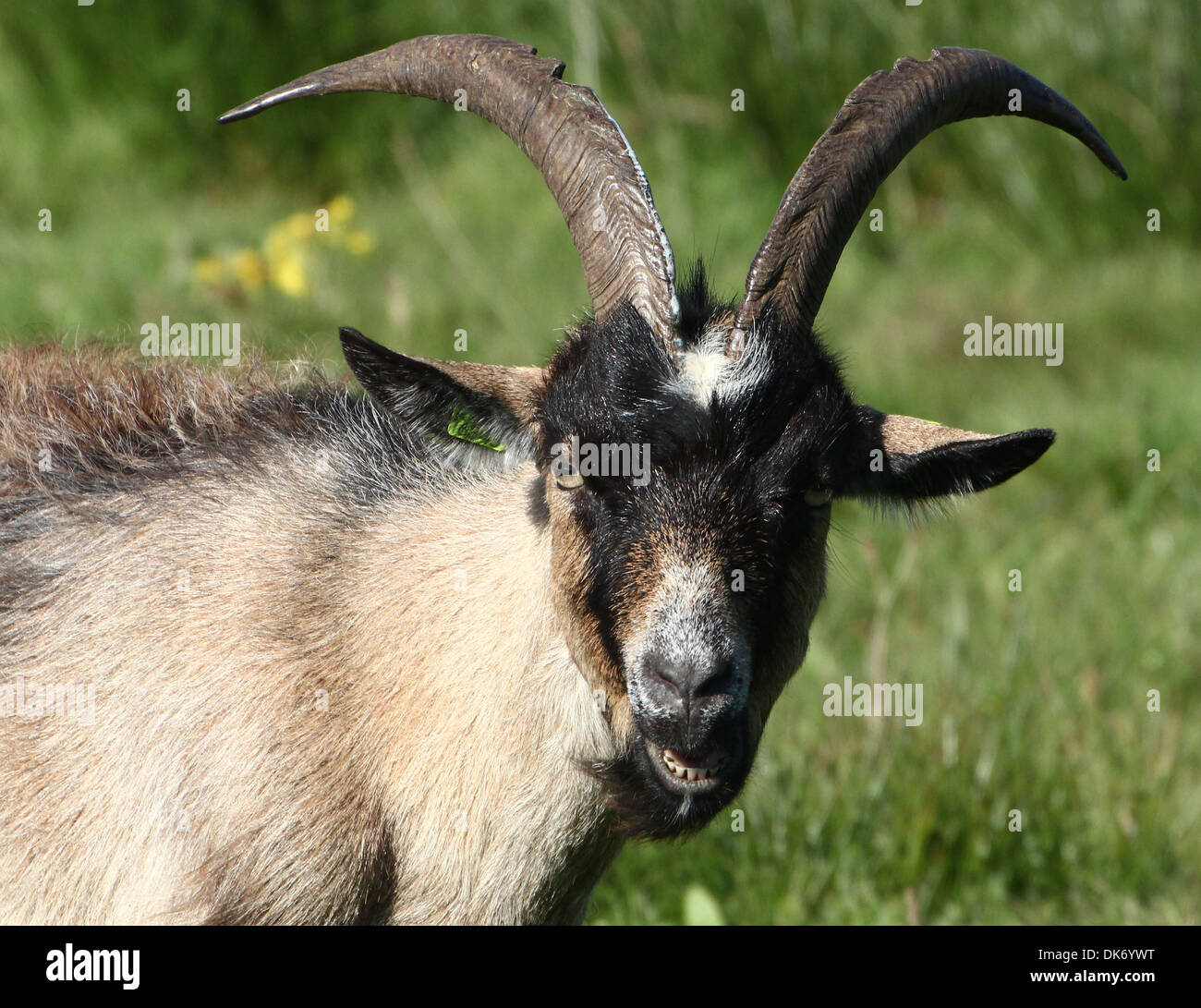 Dutch Landrace goat closeup Stock Photo Alamy