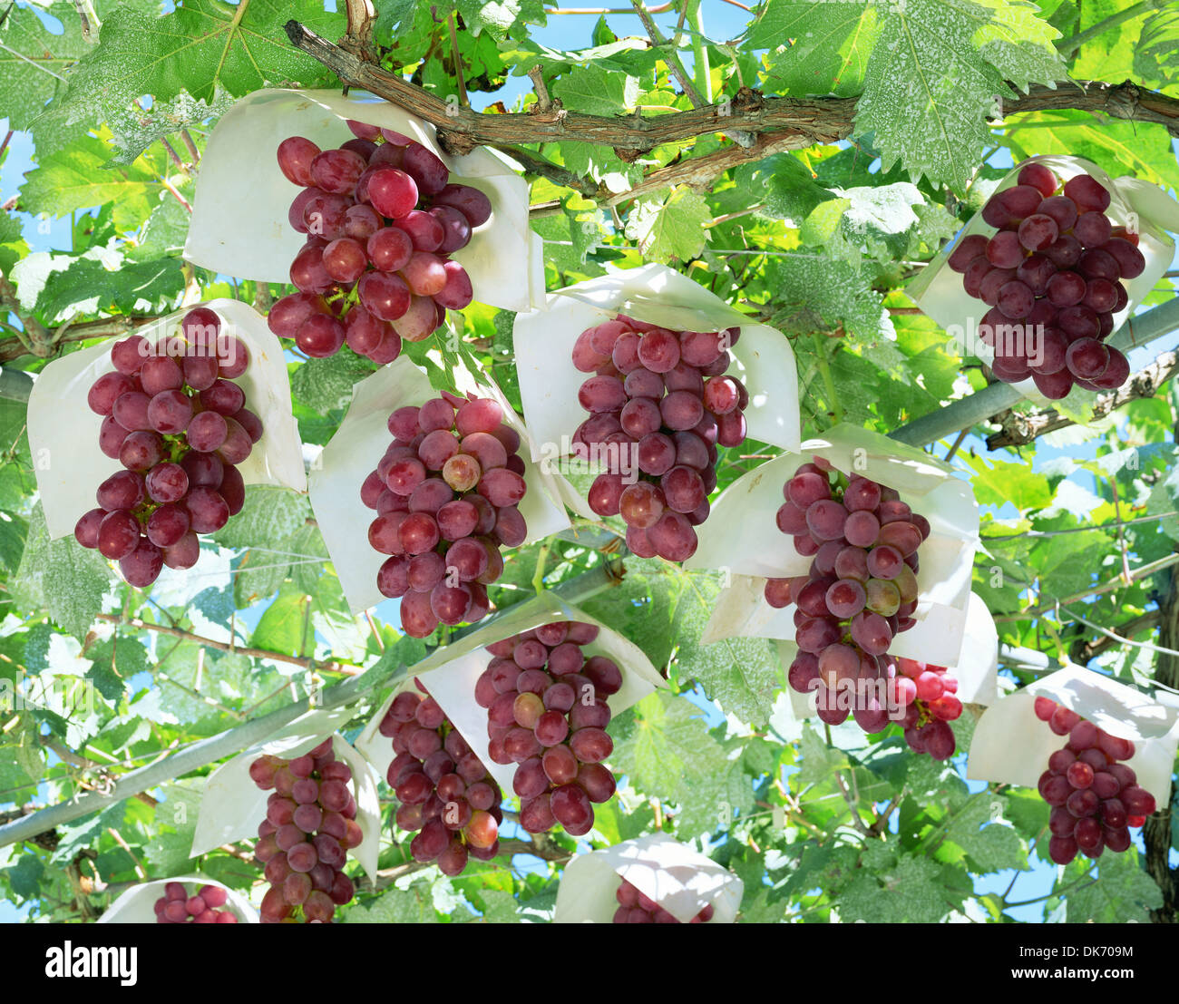 Grapes Stock Photo