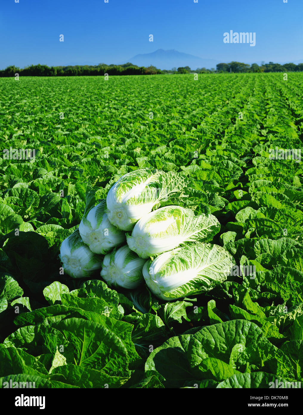 Ibaraki Prefecture, Japan Stock Photo Alamy