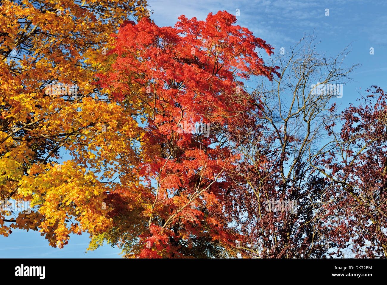 Germany, Nature Park Odenwald: Trees with colorful autumn leaves on a sunny Oktober day Stock Photo