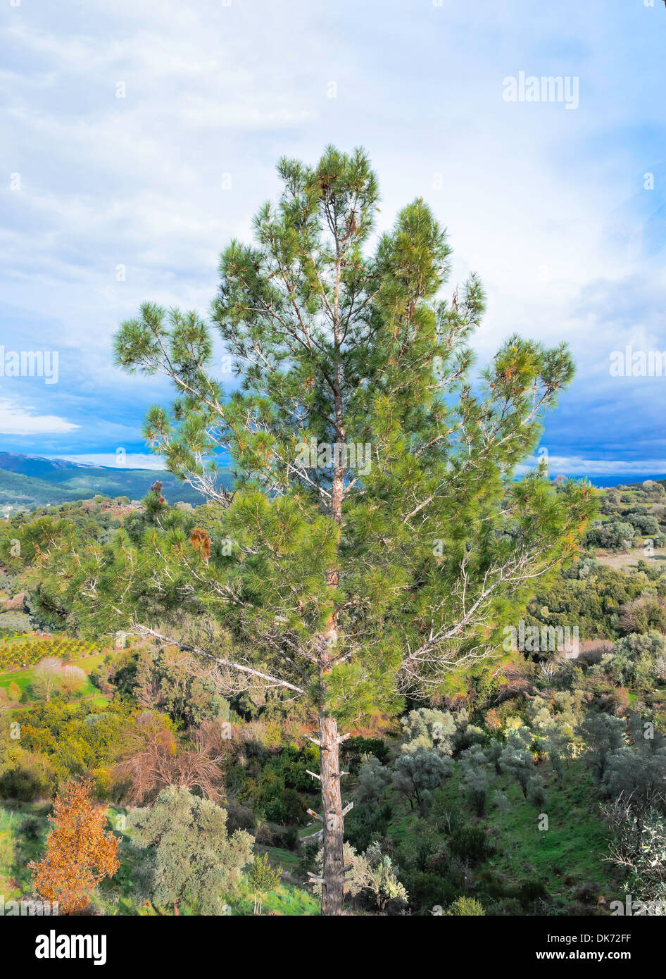Pine tree nature plant hi-res stock photography and images - Alamy