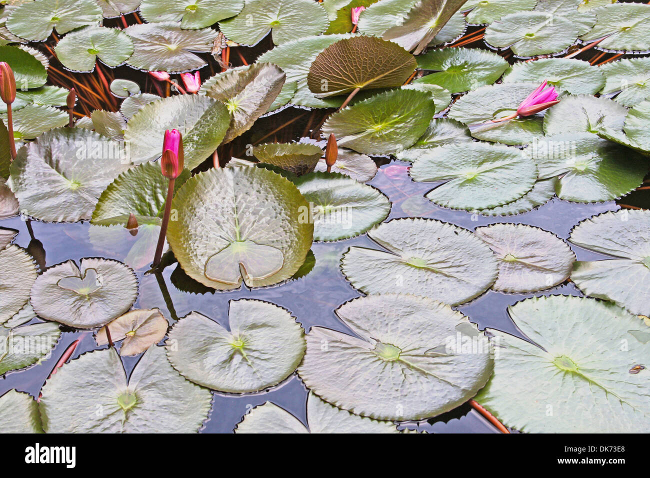 Lily pads floating on river hires stock photography and images Alamy