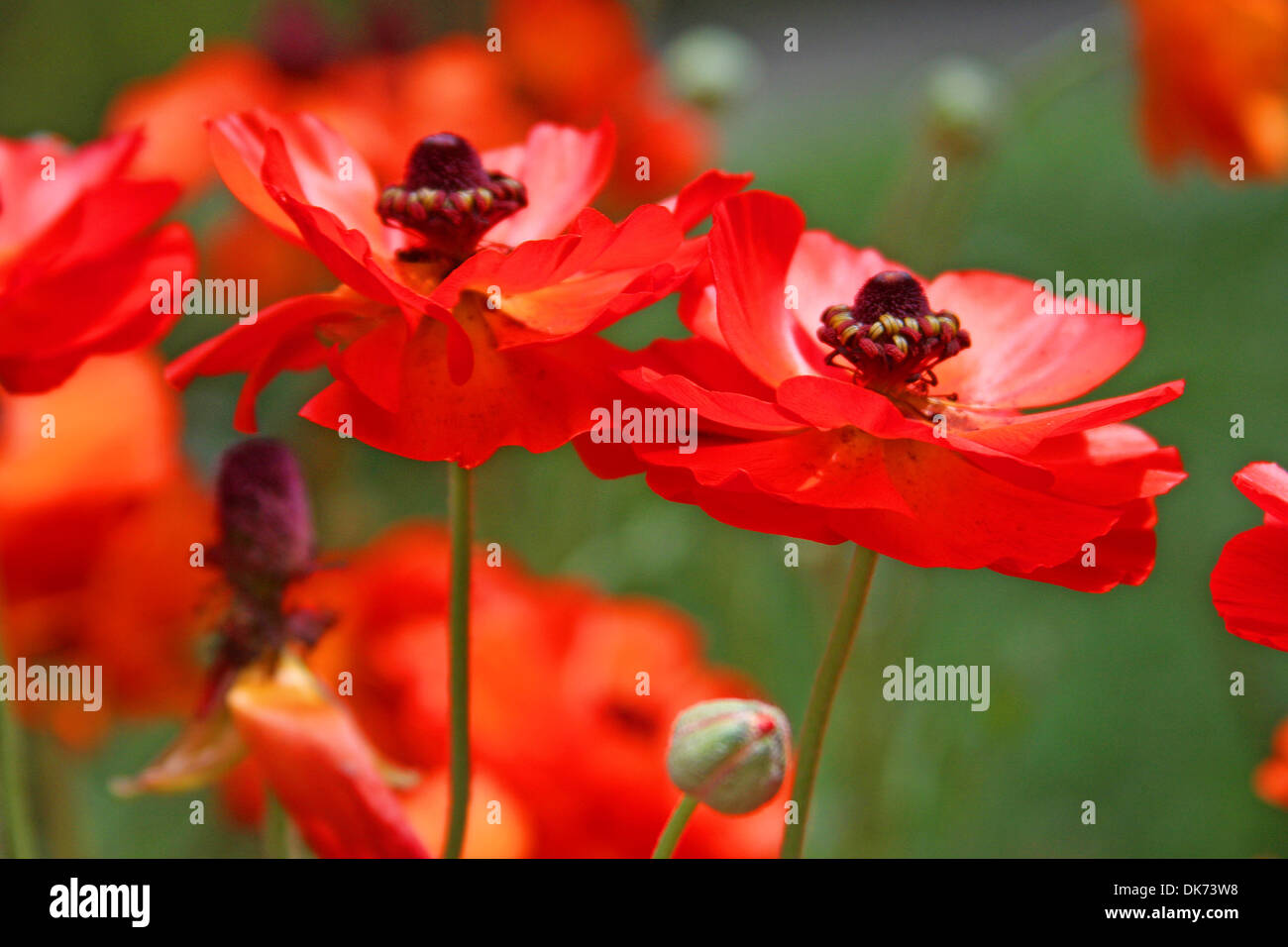 Close up of wild poppies in field. Stock Photo