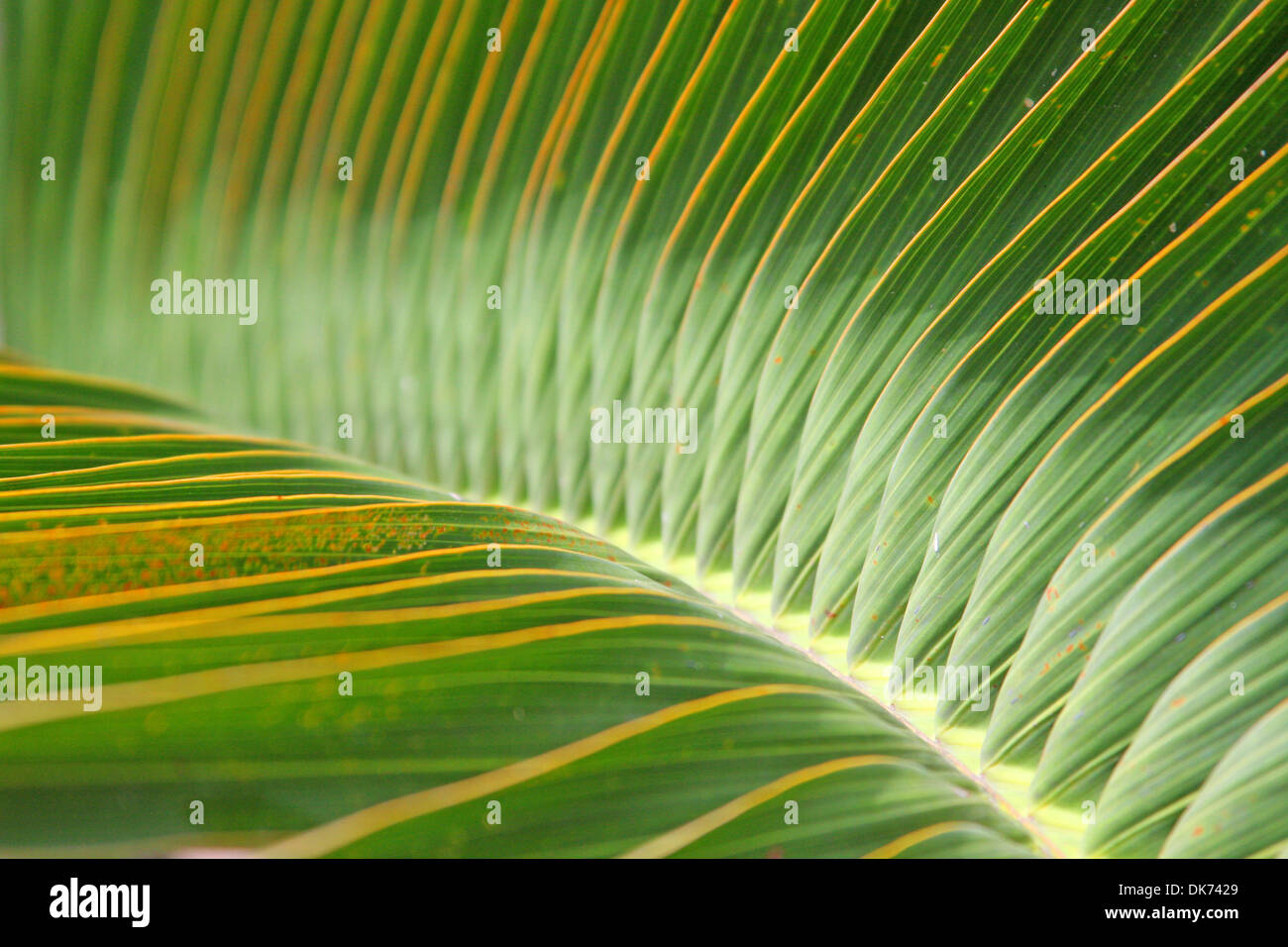 Close up on the center of palm tree leaves. Stock Photo