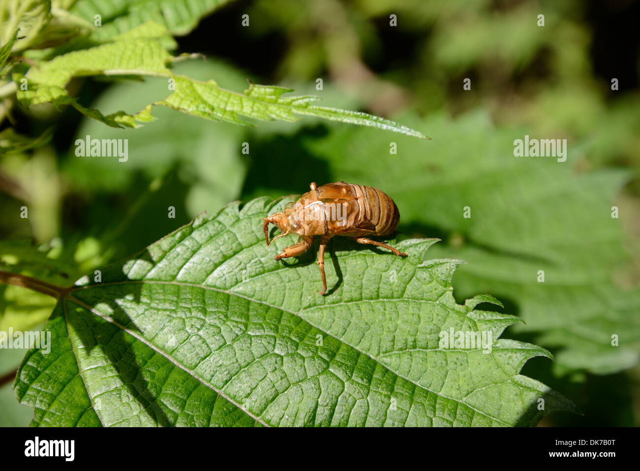 external shell of cicada on leaf Stock Photo