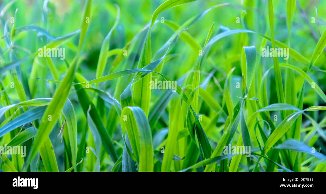 Grass field wallpaper hi-res stock photography and images - Alamy