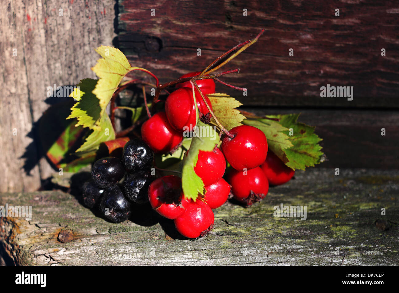 The branches with viburnum berries and black mountain ash on a ...