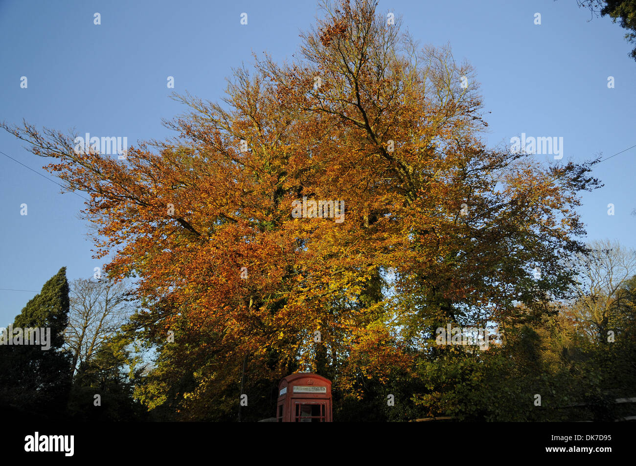 Autumn Trees and Red Telephone Box Sevenoaks Kent England Stock Photo