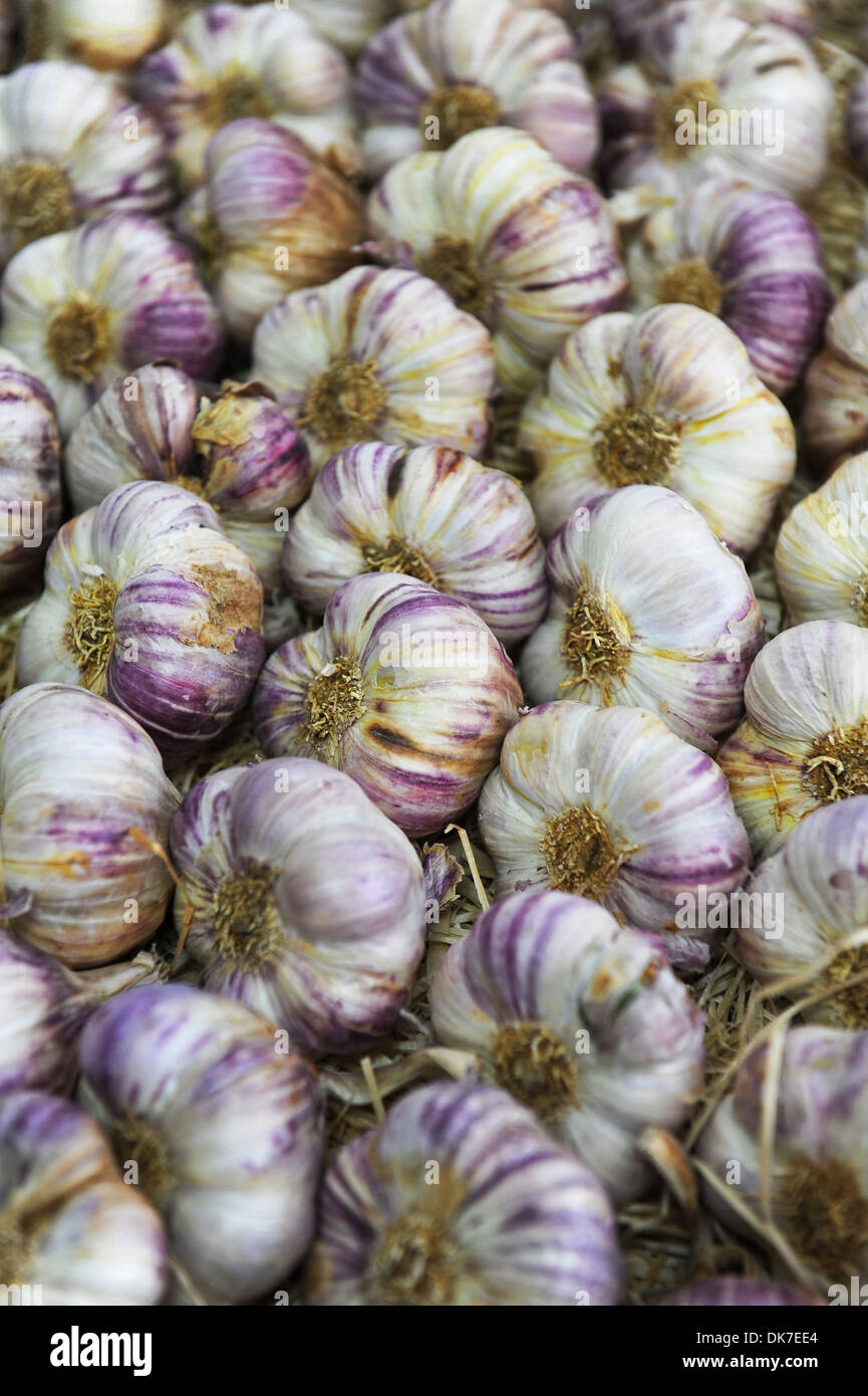 Garlic bulbs, garlic, fresh garlic Stock Photo