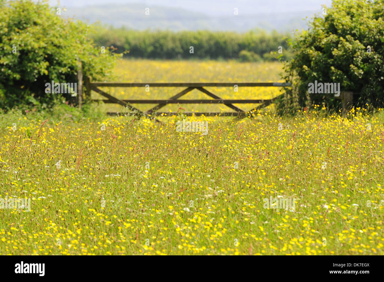 Wild flower meadow, Britain, UK Stock Photo