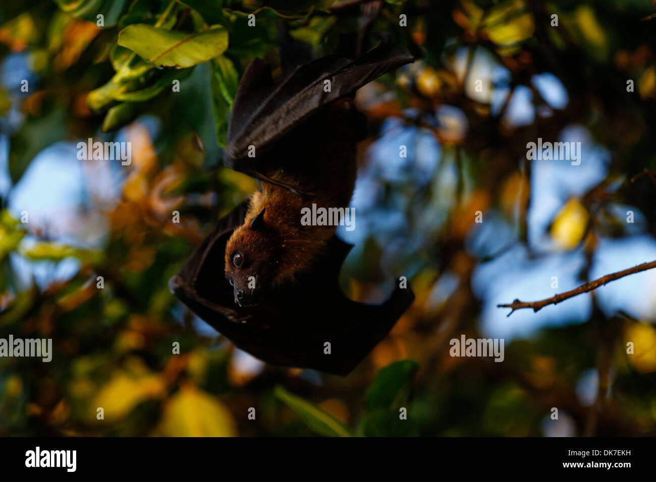 large upside down hanging fruit bat on the maldives Stock Photo