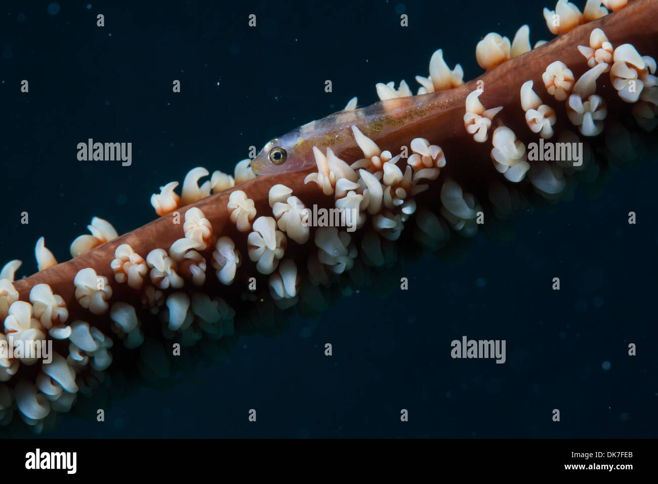whip coral goby fish Stock Photo