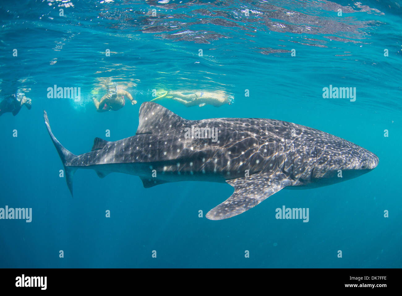 Whale shark snorkling Stock Photo