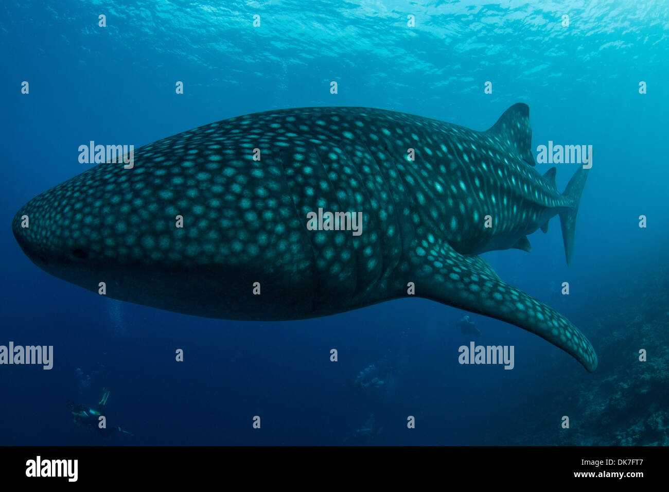 Diving close up with whale shark Stock Photo