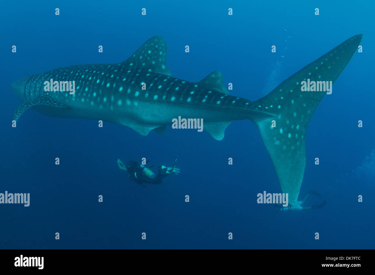 Diving with a whale shark Stock Photo