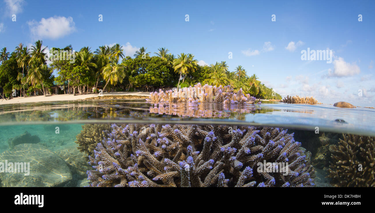 Corals on paradise resort Stock Photo
