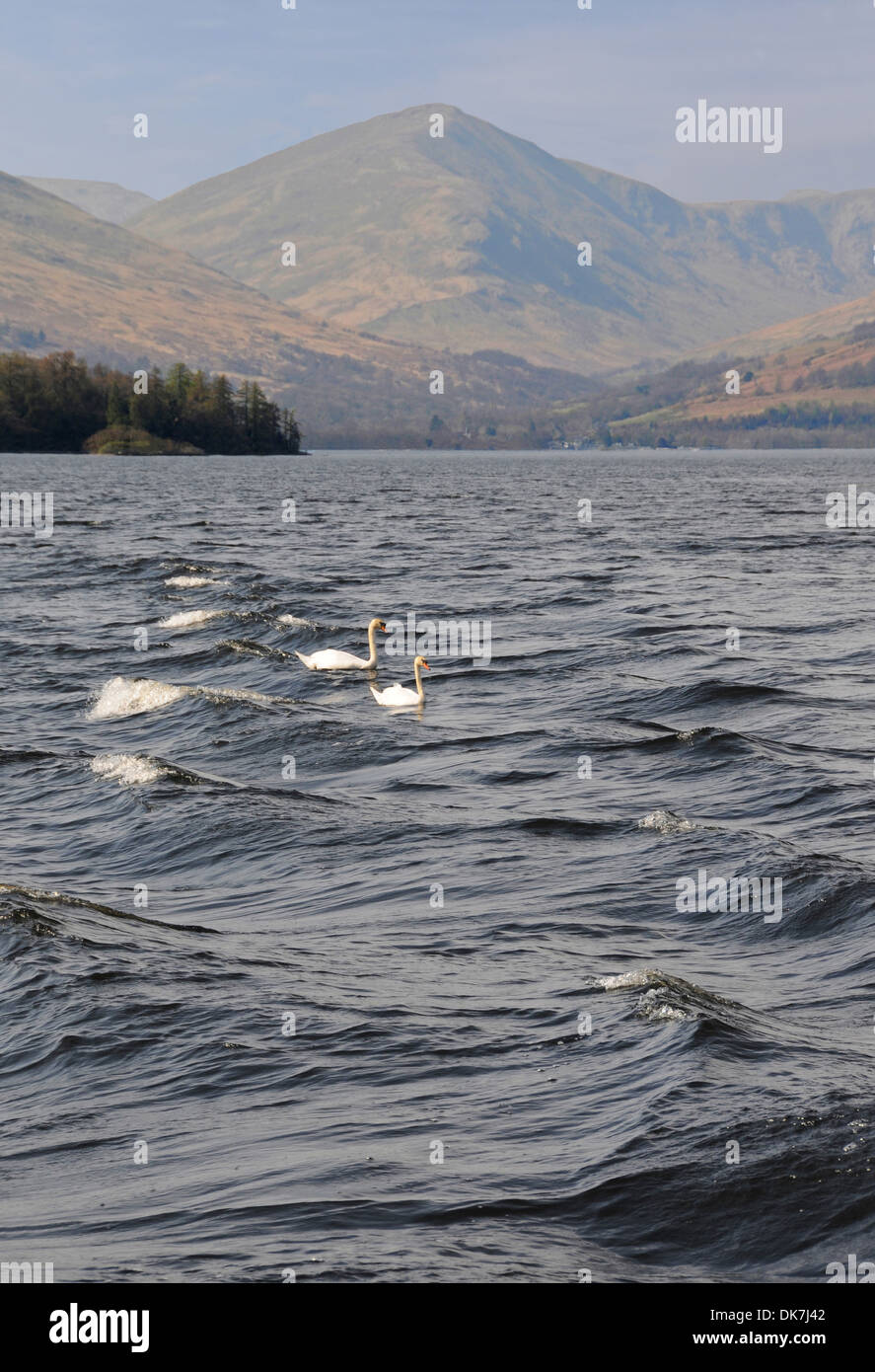 Mute Swans (Cygnus olor) Loch Lomond, West Dumbartonshire, Scotland Stock Photo