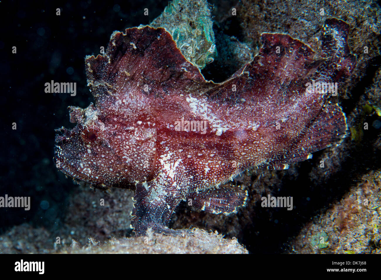 frogfish in the Maldives Stock Photo