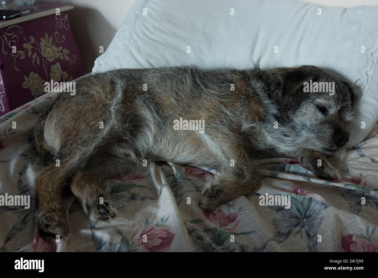 border terrier dog laying down dresser bed pillow Stock Photo