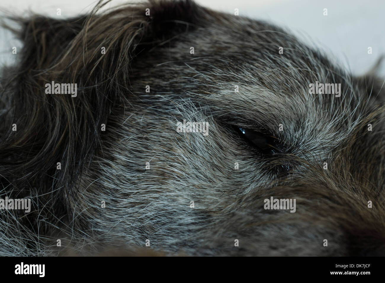 borer terrier dog face nose long hair bed resting Stock Photo