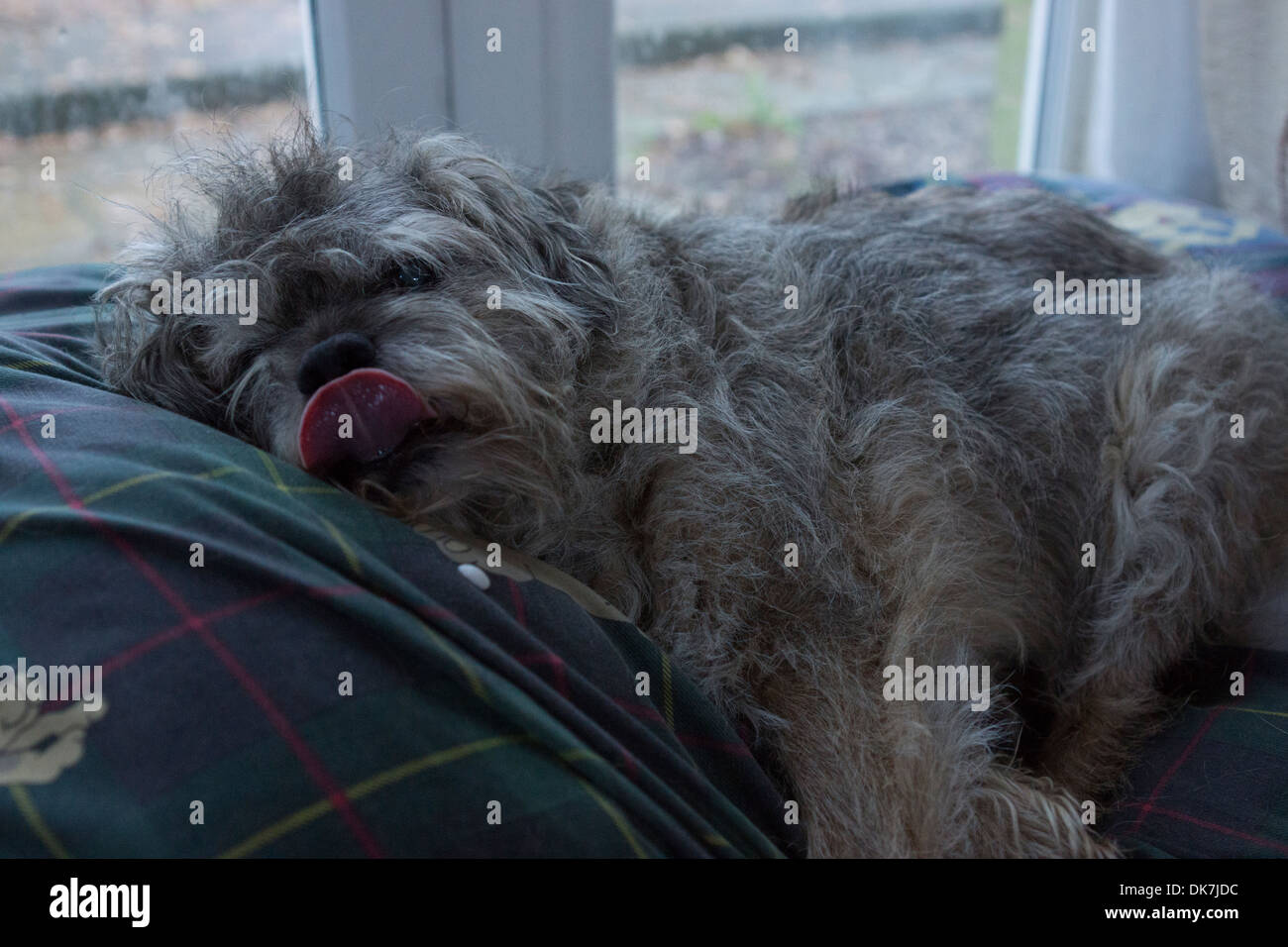 dog funny face border terrier dog bed tongue hair Stock Photo