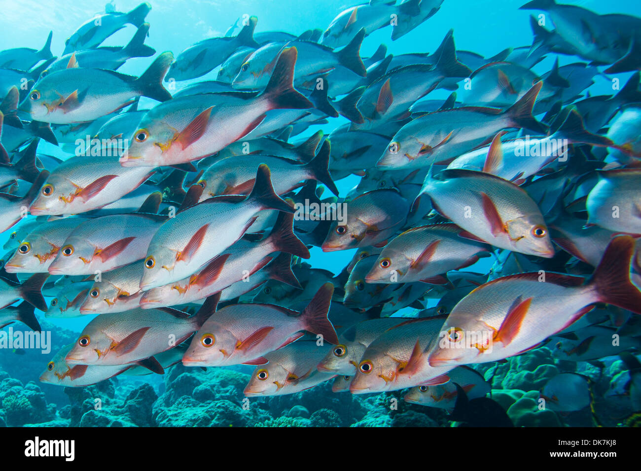 school of fish in the Maldives Stock Photo