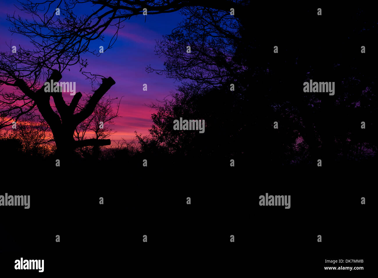 sunset tree oink amber dawn sky oak tree cut Stock Photo