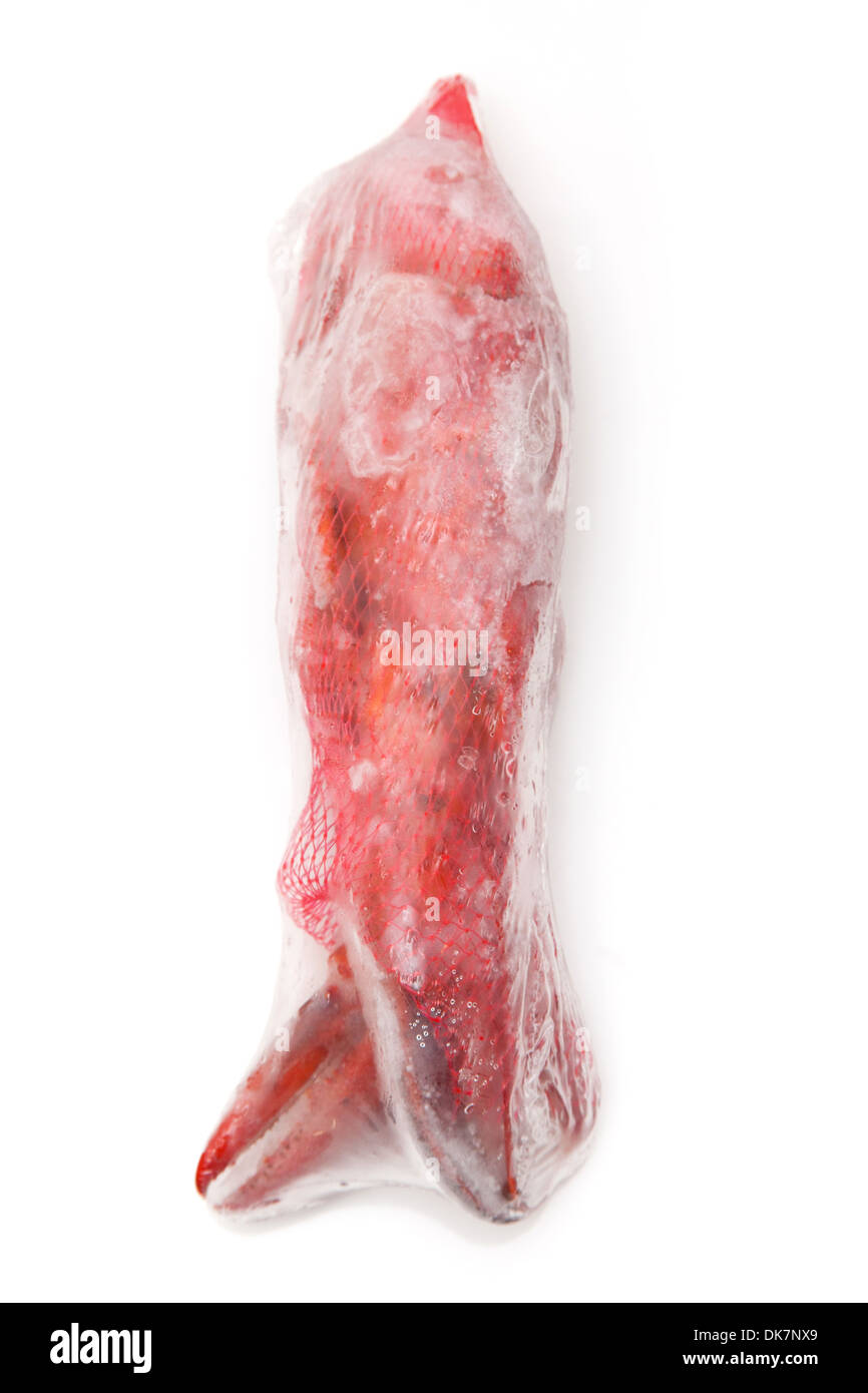 Frozen cooked Canadian red lobster ( Homarus Americanus ) isolated on a white studio Background. Stock Photo