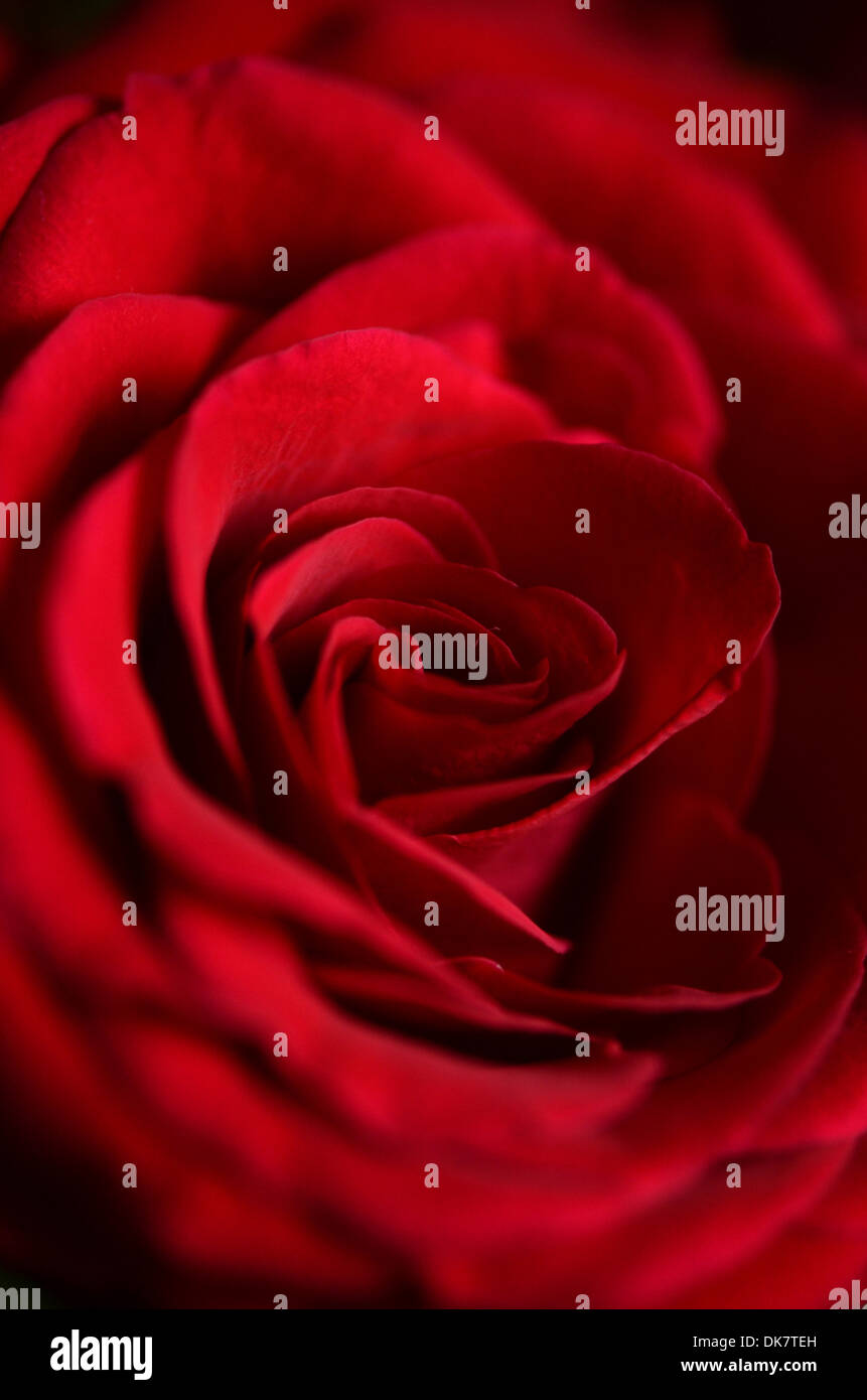Red petals english rose hi-res stock photography and images - Alamy