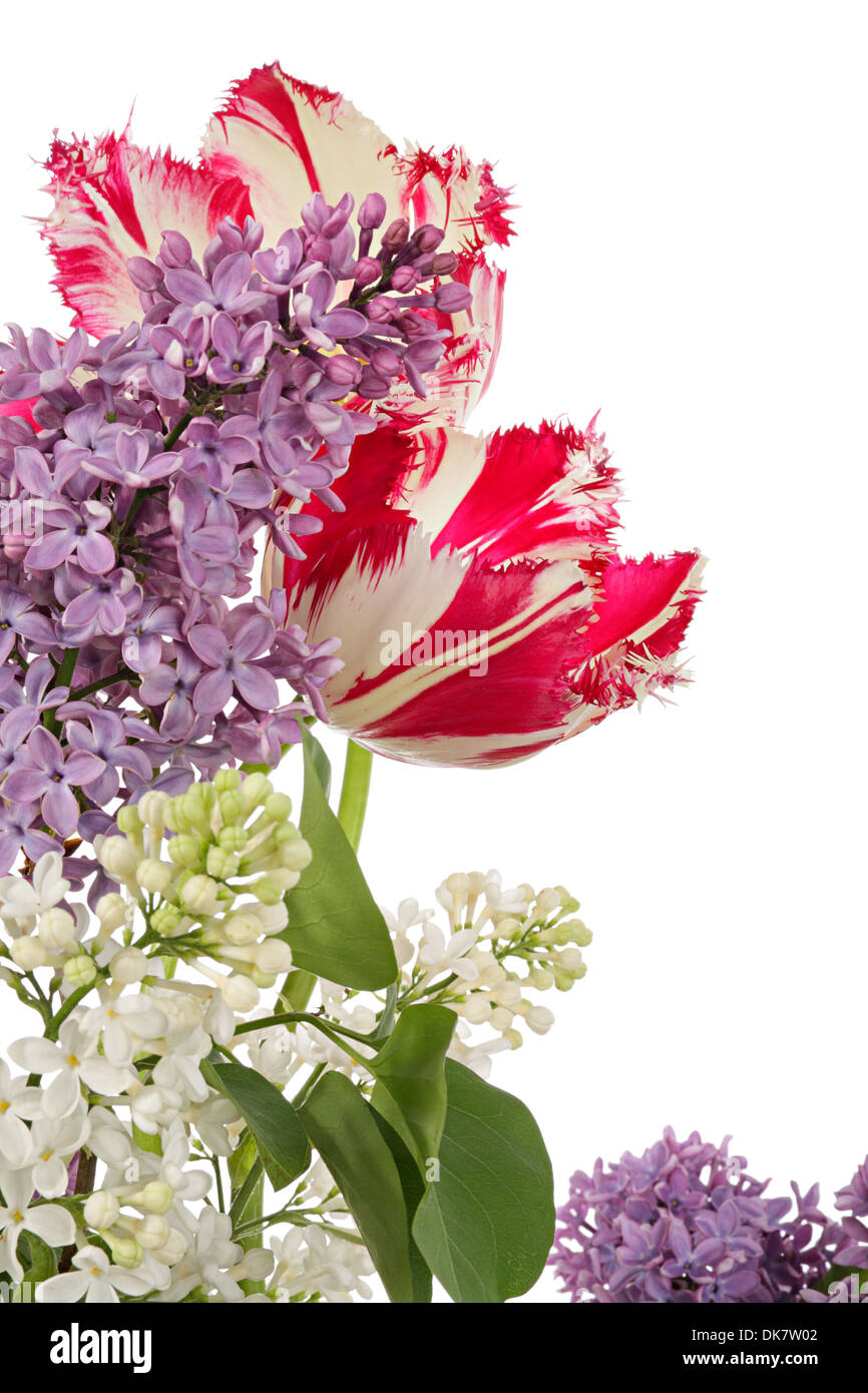 Spring flower composition from tulips and lilac Stock Photo