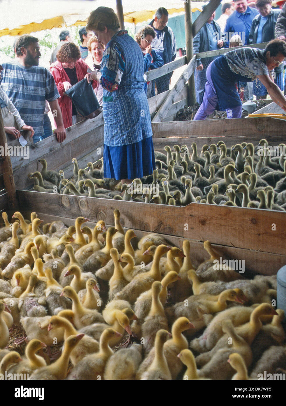 BUYING YOUNG GEESE AT COUNTRY GOOSE FAIR IN LOT REGION OF FRANCE Stock
