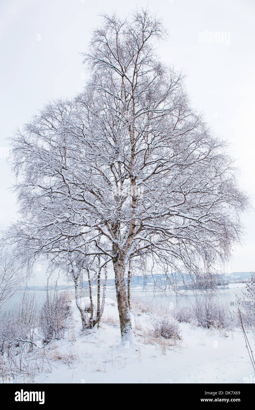 winter landscape with snowy tree Stock Photo - Alamy