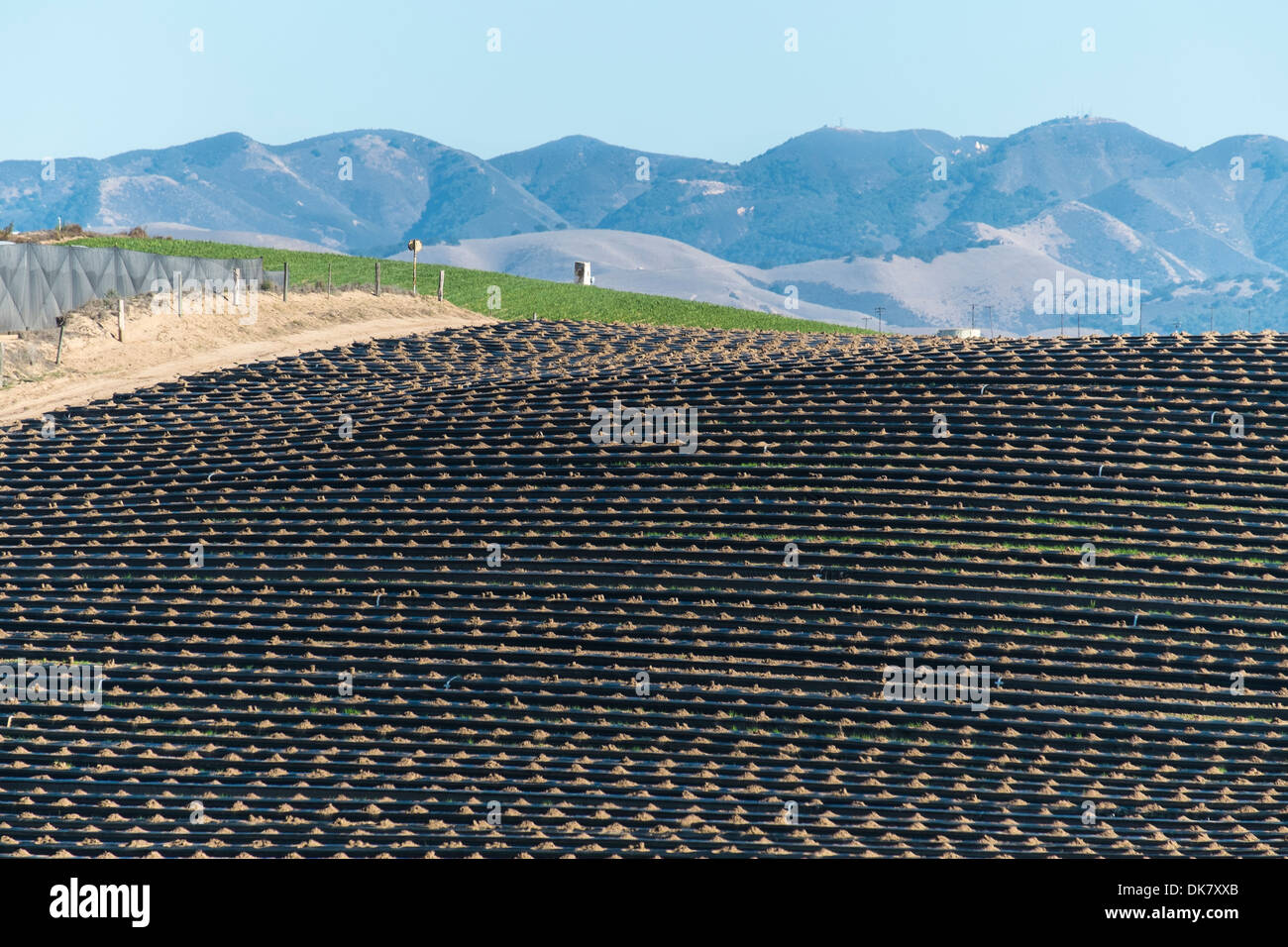 United States, California, Santa Maria, intensive market farming Stock Photo