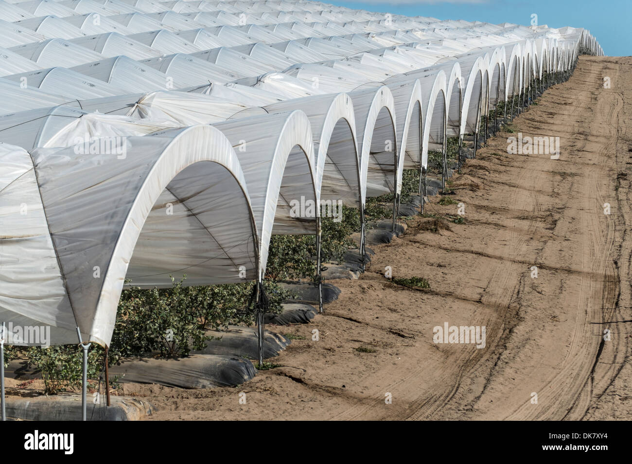 United States, California, Santa Maria, intensive market farming Stock Photo